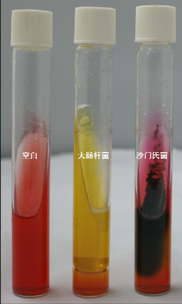 VRBA內(nèi)的紅色小菌落，有可能是沙門氏菌？